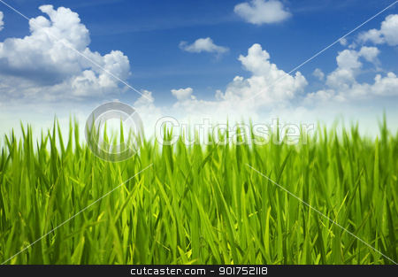 To use this stock image in your creative project, please select the size you need over to the right and click the "Add to Cart" button.
Your downloaded image will come with the Cutcaster watermark removed so don’t worry about the watermark you see on this page. Green grass and sky. stock photo, Green grass and sky in a morning. by szefei