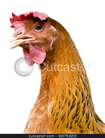 To use this stock image in your creative project, please select the size you need over to the right and click the "Add to Cart" button.
Your downloaded image will come with the Cutcaster watermark removed so don’t worry about the watermark you see on this page. Hen Portrait. stock photo, Portrait of a curious brown hen. by szefei