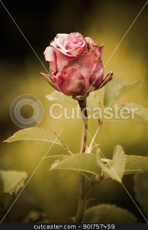 To use this stock image in your creative project, please select the size you need over to the right and click the "Add to Cart" button.
Your downloaded image will come with the Cutcaster watermark removed so don’t worry about the watermark you see on this page. Faded pink rose in a garden stock photo, Simple beautiful faded pink rose in a green garden background by OZMedia