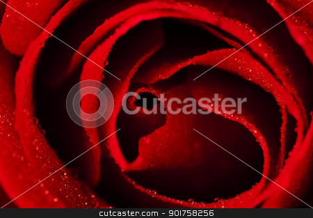 To use this stock image in your creative project, please select the size you need over to the right and click the "Add to Cart" button.
Your downloaded image will come with the Cutcaster watermark removed so don’t worry about the watermark you see on this page. Red rose. stock photo, Close up of a red rose with water drops on the petals. by szefei
