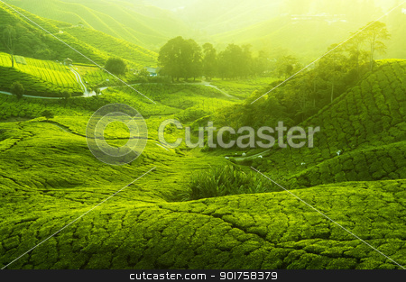 To use this stock image in your creative project, please select the size you need over to the right and click the "Add to Cart" button.
Your downloaded image will come with the Cutcaster watermark removed so don’t worry about the watermark you see on this page. Tea Plantations stock photo, Tea Plantations at Cameron Highlands Malaysia. Sunrise in early morning with fog. by szefei
