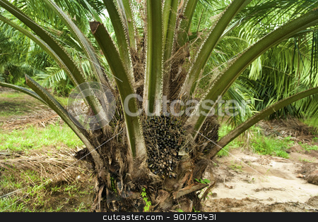 Palm Oil Plantation. Palm Oil Plantation. stock photo, Palm oil to be extracted from its fruits. Fruits turn red when ripe. Photo taken at palm oil plantation in Malaysia, which is also the world largest palm oil exporting country. by szefei