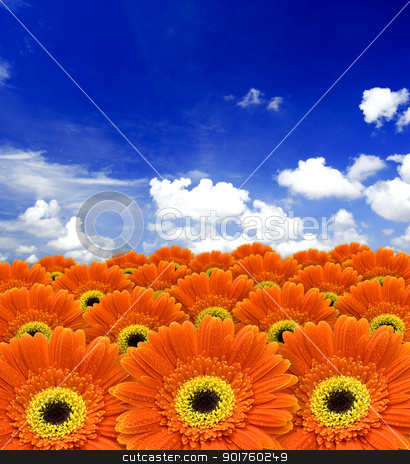 To use this stock image in your creative project, please select the size you need over to the right and click the "Add to Cart" button.
Your downloaded image will come with the Cutcaster watermark removed so don’t worry about the watermark you see on this page. orange daisy flowers stock photo, orange daisy flowers against blue sky
by szefei