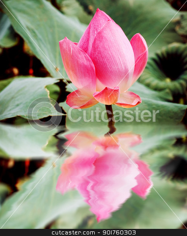 To use this stock image in your creative project, please select the size you need over to the right and click the "Add to Cart" button.
Your downloaded image will come with the Cutcaster watermark removed so don’t worry about the watermark you see on this page. reflection of beautiful pink lotus stock photo, reflection of beautiful pink lotus by szefei