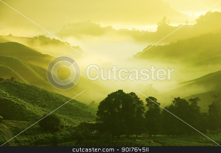 To use this stock image in your creative project, please select the size you need over to the right and click the "Add to Cart" button.
Your downloaded image will come with the Cutcaster watermark removed so don’t worry about the watermark you see on this page. Tea Plantations stock photo, Tea Plantations at Cameron Highlands Malaysia. Sunrise in early morning with fog. by szefei