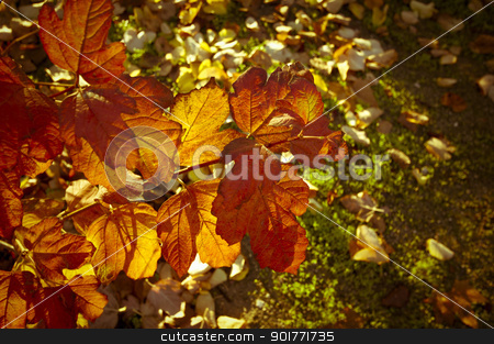 To use this stock image in your creative project, please select the size you need over to the right and click the "Add to Cart" button.
Your downloaded image will come with the Cutcaster watermark removed so don’t worry about the watermark you see on this page. leaves stock photo, autumn background by Vanessa GF