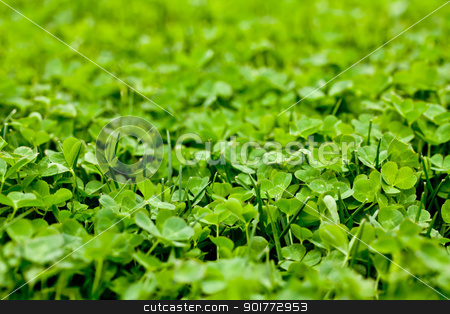 Vibrant Green Clover Vibrant Green Clover stock photo, a bright green clover patch shimmering in the sun by Rachel Duchesne