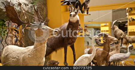 To use this stock image in your creative project, please select the size you need over to the right and click the "Add to Cart" button.
Your downloaded image will come with the Cutcaster watermark removed so don’t worry about the watermark you see on this page. Nature Museum interior stock photo, Italy, interior of a very old nature and science museum by Perseomedusa