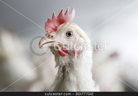 To use this stock image in your creative project, please select the size you need over to the right and click the "Add to Cart" button.
Your downloaded image will come with the Cutcaster watermark removed so don’t worry about the watermark you see on this page. portrait of a chicken stock photo, portrait of a chicken with unsharp chickens in the background by anton havelaar