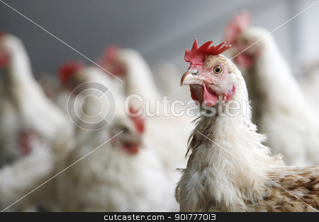 Chicken with others chickens in the background chicken with others chickens in the background stock photo, chicken looks into the camera with others chickens in the background by anton havelaar
