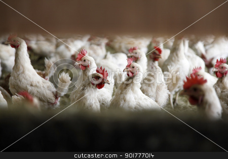 Looking into chicken farm looking into chicken farm stock photo, looking into chicken farm between two boards by anton havelaar