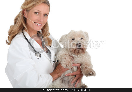 To use this stock image in your creative project, please select the size you need over to the right and click the "Add to Cart" button.
Your downloaded image will come with the Cutcaster watermark removed so don’t worry about the watermark you see on this page. Female vet holding a small white family dog stock photo, Female vet holding a small white family dog by photography33