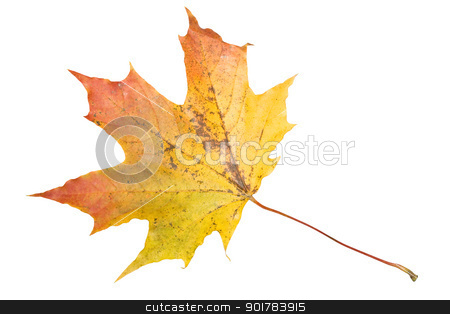 To use this stock image in your creative project, please select the size you need over to the right and click the "Add to Cart" button.
Your downloaded image will come with the Cutcaster watermark removed so don’t worry about the watermark you see on this page. Maple stock photo, Maple leaf isolated on white background by Alexey Popov