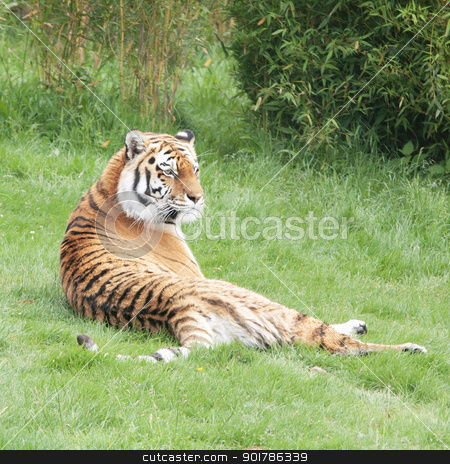 Siberian or Amur tiger Siberian or Amur tiger stock photo, Siberian or Amur tiger lying on green grass by Brigida Soriano