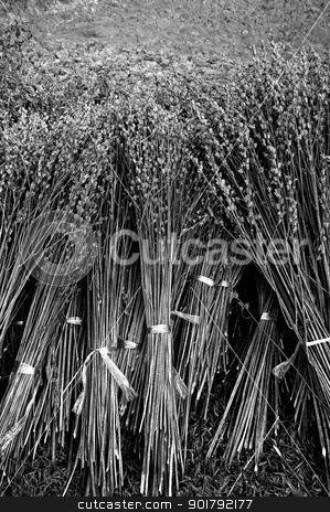 To use this stock image in your creative project, please select the size you need over to the right and click the "Add to Cart" button.
Your downloaded image will come with the Cutcaster watermark removed so don’t worry about the watermark you see on this page. Bind the dried plant harvest stock photo, Bind the dried plant harvest by Patipat Rintharasri