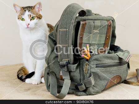 To use this stock image in your creative project, please select the size you need over to the right and click the "Add to Cart" button.
Your downloaded image will come with the Cutcaster watermark removed so don’t worry about the watermark you see on this page. cat and bag stock photo, cat and bag by Sergej Razvodovskij