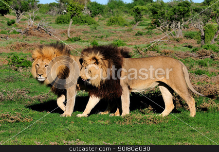 Two Kalahari lions, Panthera leo, in the Addo Elephant National Two Kalahari lions, Panthera leo, in the Addo Elephant National stock photo, Two Kalahari lions, panthera leo, in the Kuzuko contractual area of the Addo Elephant National Park in South Africa by Grobler du Preez