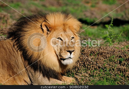 A male Kalahari lion, Panthera leo, in the Addo Elephant Nationa A male Kalahari lion, Panthera leo, in the Addo Elephant Nationa stock photo, A male Kalahari lion, panthera leo, in the Kuzuko contractual area of the Addo Elephant National Park in South Africa by Grobler du Preez