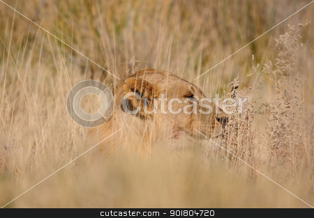 To use this stock image in your creative project, please select the size you need over to the right and click the "Add to Cart" button.
Your downloaded image will come with the Cutcaster watermark removed so don’t worry about the watermark you see on this page. Lion, Panthera leo, in the Etosha National Park stock photo, Lion, Panthera leo, Etosha National Park, Namibia by Grobler du Preez