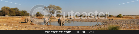To use this stock image in your creative project, please select the size you need over to the right and click the "Add to Cart" button.
Your downloaded image will come with the Cutcaster watermark removed so don’t worry about the watermark you see on this page. Okaukeujo waterhole panorama 1 stock photo, Panorama from four photos of Okaukeujo waterhole, Etosha National Park, Namibia by Grobler du Preez