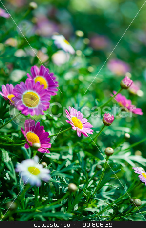 To use this stock image in your creative project, please select the size you need over to the right and click the "Add to Cart" button.
Your downloaded image will come with the Cutcaster watermark removed so don’t worry about the watermark you see on this page. Violet flower in garden with nature light stock photo, Violet flower in garden with nature light by moggara12