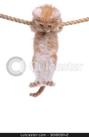 Red Norwegian forest kitten Red Norwegian forest kitten stock photo, Red Norwegian forest kitten hanging on a rope by Erik Lam