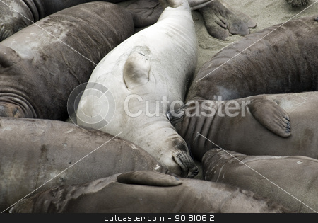 To use this stock image in your creative project, please select the size you need over to the right and click the "Add to Cart" button.
Your downloaded image will come with the Cutcaster watermark removed so don’t worry about the watermark you see on this page. Safety in Numbers stock photo, Dozens of seals huddled together on a Californian beach by Stephen Gibson
