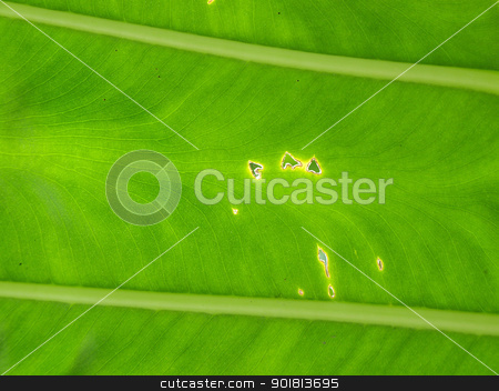 To use this stock image in your creative project, please select the size you need over to the right and click the "Add to Cart" button.
Your downloaded image will come with the Cutcaster watermark removed so don’t worry about the watermark you see on this page. Banana leaf background stock photo, Banana leaf background by jakgree