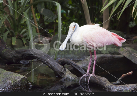 To use this stock image in your creative project, please select the size you need over to the right and click the "Add to Cart" button.
Your downloaded image will come with the Cutcaster watermark removed so don’t worry about the watermark you see on this page. Roseate Spoonbill stock photo, A roseate spoonbill standing on a fallen branch in a pond. The Roseate Spoonbill (Platalea ajaja) is a wading bird of the ibis and spoonbill family, Threskiornithidae. It is a resident breeder in South America mostly east of the Andes, and in coastal regions of the Caribbean, Central America, Mexico, and the Gulf Coast of the United States. by Abdul Sami Haqqani