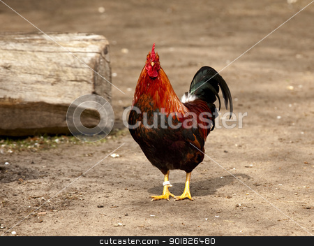 To use this stock image in your creative project, please select the size you need over to the right and click the "Add to Cart" button.
Your downloaded image will come with the Cutcaster watermark removed so don’t worry about the watermark you see on this page. Cock stock photo, Beautiful spécime of a cock in a biologic farm by ikostudio