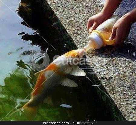 Fish fish stock photo, fish by Prashanth Ganesh Rayakar