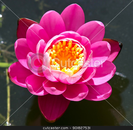 To use this stock image in your creative project, please select the size you need over to the right and click the "Add to Cart" button.
Your downloaded image will come with the Cutcaster watermark removed so don’t worry about the watermark you see on this page. water lilly stock photo, water lilly in the lake by nevenm