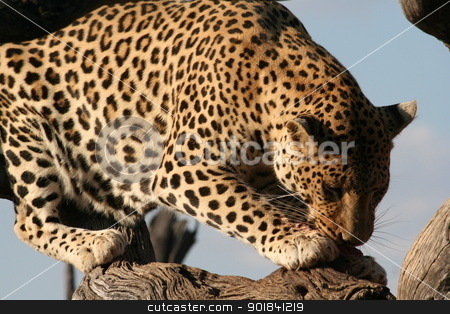 To use this stock image in your creative project, please select the size you need over to the right and click the "Add to Cart" button.
Your downloaded image will come with the Cutcaster watermark removed so don’t worry about the watermark you see on this page. leopard stock photo, leopard eating by Monica