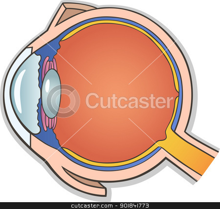 To use this stock image in your creative project, please select the size you need over to the right and click the "Add to Cart" button.
Your downloaded image will come with the Cutcaster watermark removed so don’t worry about the watermark you see on this page. Human Eye Cross Section stock vector clipart, Medical Vector Illustration of Human Eye Ball Cross Section by Igor Zakowski