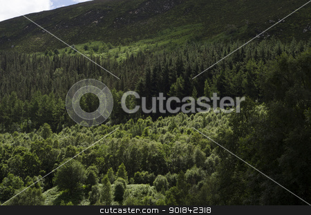 Tree Covered Hillside Tree Covered Hillside stock photo, Hillside with heathland and mixed woodland in summer. by TheFull360