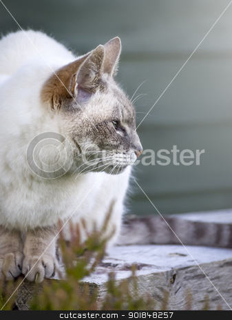 To use this stock image in your creative project, please select the size you need over to the right and click the "Add to Cart" button.
Your downloaded image will come with the Cutcaster watermark removed so don’t worry about the watermark you see on this page. cat portrait stock photo, An image of a nice cat portrait by Markus Gann