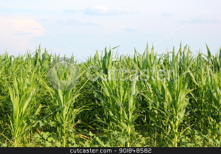 Maize field maize field stock photo, green maize field in summer by coroiu octavian