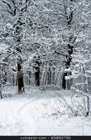 To use this stock image in your creative project, please select the size you need over to the right and click the "Add to Cart" button.
Your downloaded image will come with the Cutcaster watermark removed so don’t worry about the watermark you see on this page. Winter Trees stock photo, winter trees under white snow, Moscow, Russia by Alexey Popov