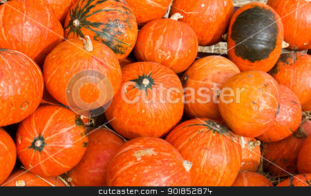 To use this stock image in your creative project, please select the size you need over to the right and click the "Add to Cart" button.
Your downloaded image will come with the Cutcaster watermark removed so don’t worry about the watermark you see on this page. Pumpkins for sale stock photo, Pumpkins in farm rural country field produce harvest holiday by stoonn