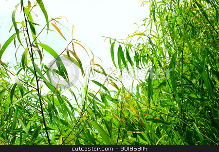 To use this stock image in your creative project, please select the size you need over to the right and click the "Add to Cart" button.
Your downloaded image will come with the Cutcaster watermark removed so don’t worry about the watermark you see on this page. Plants stock photo, Bright green plants surrounding a flawless light blue sky. by Cassidy