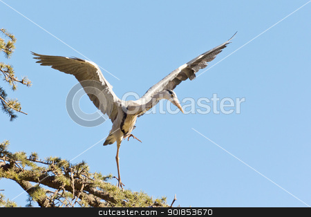 A Crane landing A Crane landing stock photo, A Crane in flight frozen in mid air as it is about to land by derejeb