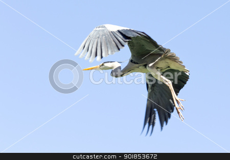 A Crane in flight A Crane in flight stock photo, A Crane in flight frozen in mid air by derejeb