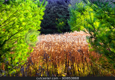 To use this stock image in your creative project, please select the size you need over to the right and click the "Add to Cart" button.
Your downloaded image will come with the Cutcaster watermark removed so don’t worry about the watermark you see on this page. Autumn Colors stock photo, Late Autumn brings vibrant Fall colors and beautiful blue skies. by Ken Wolter