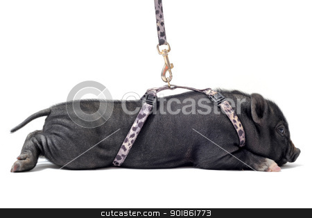 Liitle piggy liitle piggy stock photo, little black piggy in front of white background by Bonzami Emmanuelle