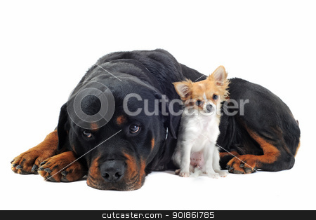 To use this stock image in your creative project, please select the size you need over to the right and click the "Add to Cart" button.
Your downloaded image will come with the Cutcaster watermark removed so don’t worry about the watermark you see on this page. rottweiler and puppy chihuahua stock photo, portrait of a purebred rottweiler and puppy chihuahua in front of white background by Bonzami Emmanuelle
