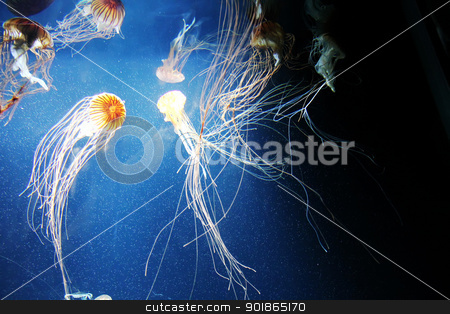 To use this stock image in your creative project, please select the size you need over to the right and click the "Add to Cart" button.
Your downloaded image will come with the Cutcaster watermark removed so don’t worry about the watermark you see on this page. Jelly Fish stock photo, Some swimming Jelly fishes in deep, blue water. by Michael Osterrieder