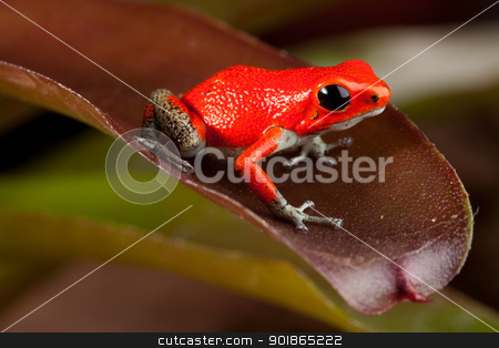 Red frog red frog stock photo, red frog, oophaga pumiio or strawberry poison dart frog of Panama and Costa Rica by Dirk Ercken