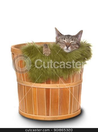 To use this stock image in your creative project, please select the size you need over to the right and click the "Add to Cart" button.
Your downloaded image will come with the Cutcaster watermark removed so don’t worry about the watermark you see on this page. Little kitten in a basket stock photo, Sweet Little Kitten on a White background by Katrina Brown