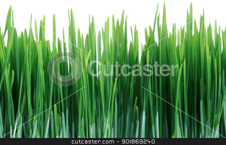 Green Grass Seamless Tile Tiling Repeating Isolated Green Grass Seamless Tile Tiling Repeating Isolated stock photo, Green Grass Close Up That Seamlessly Tiles Horizontally Isolated On White by Matt Jones