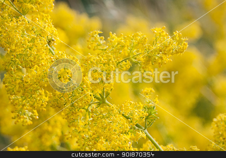 To use this stock image in your creative project, please select the size you need over to the right and click the "Add to Cart" button.
Your downloaded image will come with the Cutcaster watermark removed so don’t worry about the watermark you see on this page. abstract yellow flowers on field stock photo, abstract yellow flowers on field by vtorous